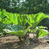 Giant Rhubarb